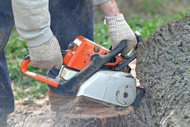 Professional Tree Services in Poinciana, FL