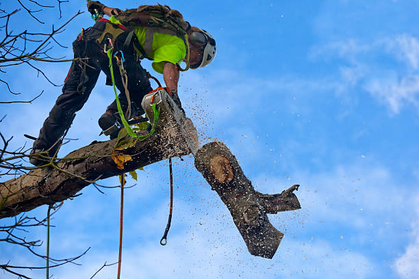 Best Root Management and Removal  in Poinciana, FL